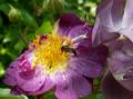 les fleurs du Jardin