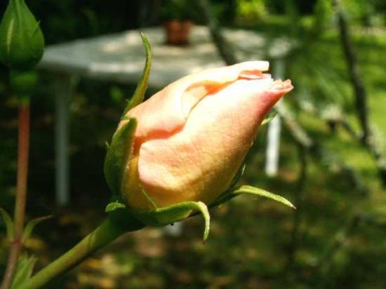 les fleurs du Jardin