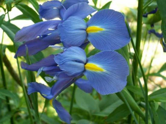 Iris du japon
