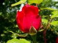 les fleurs du Jardin