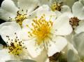 les fleurs du Jardin