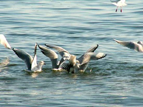 Cygnes et Mouettes